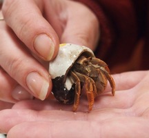 Hermie's