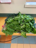 Tower Garden